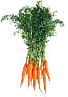 fresh carrots with green tops on white background stock photo - image 349874