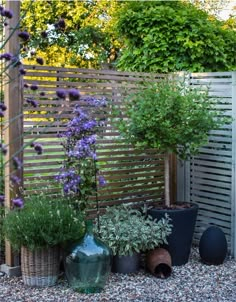 several potted plants in front of a wooden fence and graveled area with rocks