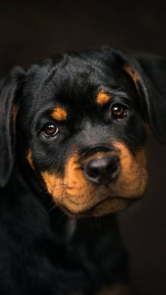 a black and brown dog looking at the camera with an intense look on its face