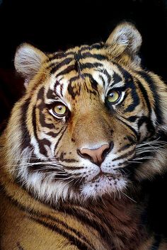 a close up of a tiger looking at the camera