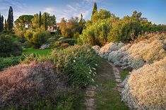 a garden with lots of trees and plants on the side of it, surrounded by tall grass