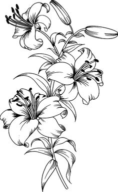 some lilies on a pink background in black and white ink drawing flowers, flower drawings, art drawings, pencil drawings, lily tattoo designs for beginners, watercoloring techniques, line work, simple, person, painting patterns, florals design, easy, sketch, free,