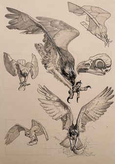 several drawings of birds and skulls on paper