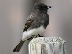 a small bird perched on top of a wooden post