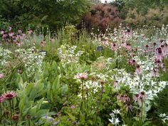 a field full of different types of flowers