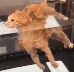 an orange cat standing on its hind legs in front of a mirror