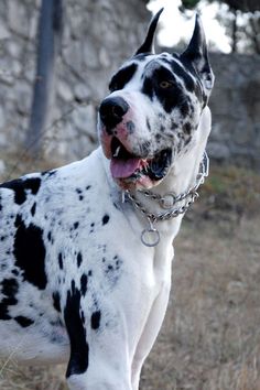 a black and white dog with a chain around it's neck standing in the grass