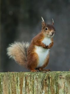 a red squirrel sitting on top of a tree stump