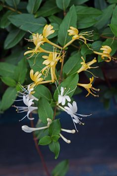 the yellow and white flowers are blooming on the tree