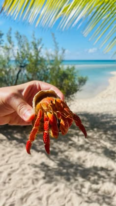 a person holding up a crab on the beach in front of some water and palm trees