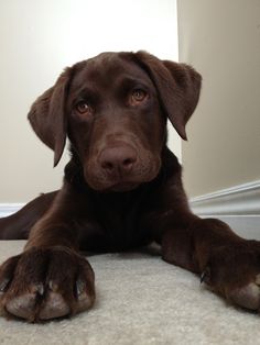 a close up of a dog laying on the ground with its paws crossed and looking at the camera