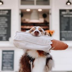 a dog is holding a large bag in it's mouth