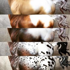 four horses with different colors and patterns on their body, all in the same image