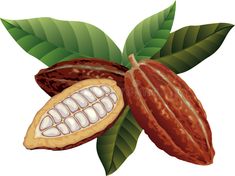 cocoa fruit with green leaves on white background - food objects objects clippings & illustrations