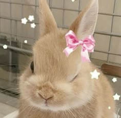 Aesthetic Bunny Pfp, Cute Bunny Pfp, Bunny Pfp, Cutest Bunny Ever, Pet Bunny Rabbits, Cute Bunny Pictures, Soft Pink Theme, Bunny Pictures