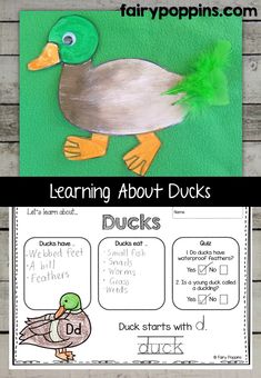 the duck is learning about ducks with this free printable