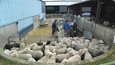 several sheep in an enclosure with people standing around them and looking at the animals inside