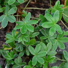 some green leaves are growing on the ground