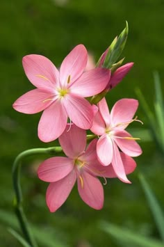 three pink flowers with green stems in the background