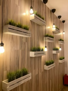 some plants are sitting in white planters on the wall with lights hanging above them