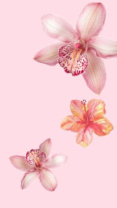 two pink orchids on a pink background, with one flower in the center and another flower in the middle