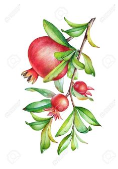 a watercolor painting of pomegranates and leaves