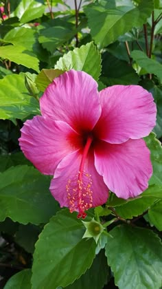 a pink flower with green leaves around it