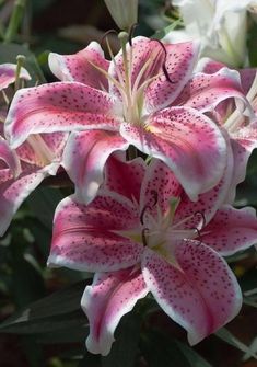 some pink and white flowers are blooming together