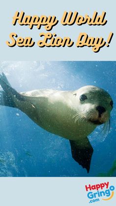 happy world sea lion day! How To Snorkel, Galapagos Sea Lion, Crowd Pleaser, Poses For Photos, Snorkeling, Polar Bear, Trivia