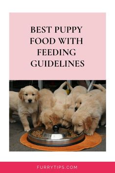 puppies eating food out of a bowl with the words best puppy food with feeding guidelines