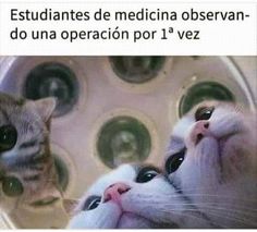 two cats looking at each other in front of a mirror with the caption medical students watching surgery for the first time