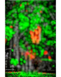 a blurry image of trees and grass in the woods with red leaves on them