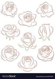 different types of roses drawn in red ink on white paper royalty art illustration, flower drawing,