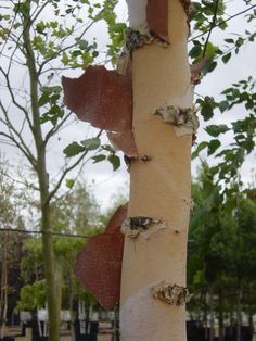 a tree that has been cut down with some leaves on it and the bark is peeling off