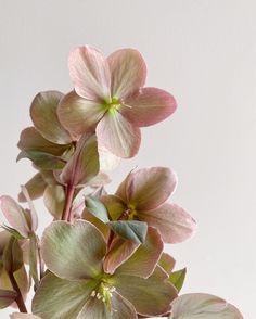 some pink flowers are in a vase on a table with white wall behind them and green leaves sticking out of the stems