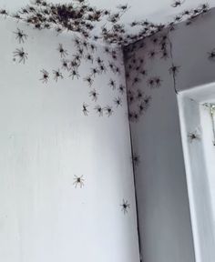 the ceiling is covered with black moldy bugs in this room that has white walls