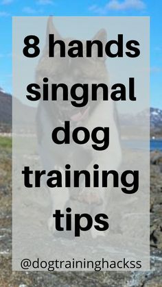 8 Essential Hand Signals for Dog Training