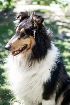 a black and white dog sitting in the grass