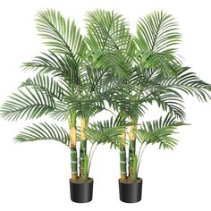 two potted palm trees with green leaves on top and black planters in the bottom