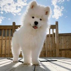 a small white dog standing on top of a wooden deck next to a fence and blue sky