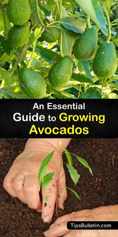 an essential guide to growing avocados in the garden and how to use them