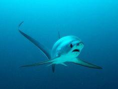 a large white shark swimming in the ocean