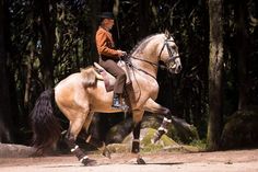 a woman riding on the back of a brown horse in front of some tall trees