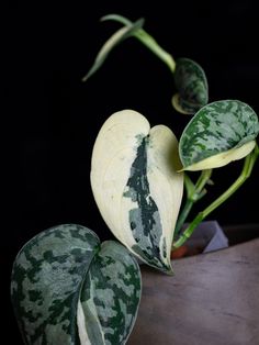 a green and white plant sitting on top of a wooden table next to a black background