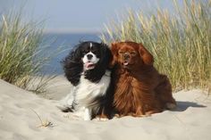 two dogs are sitting in the sand near some tall grass