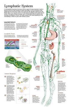 Lymph Drainage, Medical Anatomy, Natural Cold Remedies, E Dawn, Natural Cough Remedies, Cold Home Remedies, Body Anatomy, Medical Knowledge, Lose 40 Pounds