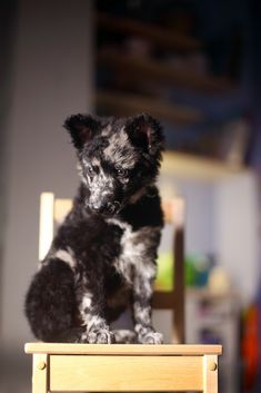 a small black dog sitting on top of a wooden chair