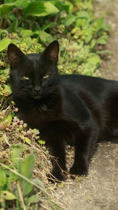 a black cat laying on the ground next to some grass and plants with its eyes closed