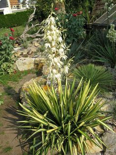 a white flowered plant in a garden next to some rocks and plants on the ground