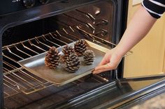 pine cones are being placed in an oven on a baking tray with the door open